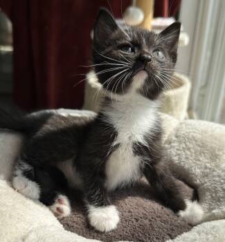 Zey -  Domestic Short Hair Cat for Adoption in Bethel, Ohio - Zey | PetCurious