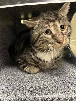 Domestic Short Hair Cats Available for Adoption - MAXWELL | PetCurious