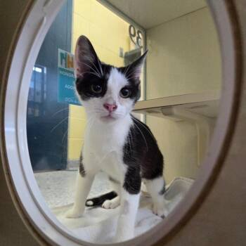 Domestic Short Hair Cats Available for Adoption in West Olive, Michigan - Gas Cap | PetCurious