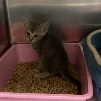 Rescue Domestic Short Hair Cats for Adoption in Galveston, Texas - Flyleaf | PetCurious