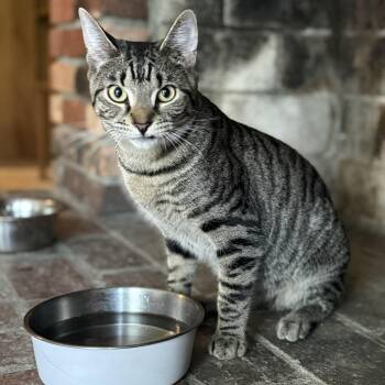 Domestic Short Hair Cats Available for Adoption in Clinton, North Carolina - Vegas | PetCurious