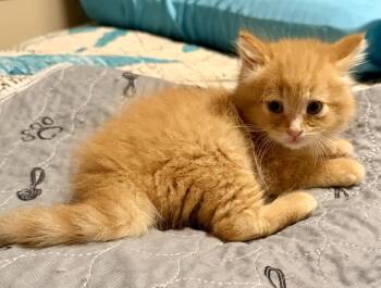 Fezzik -  Domestic Medium Hair Cat for Adoption in Ottawa, Ontario - Fezzik | PetCurious