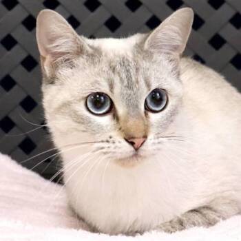Ermine -  Domestic Medium Hair Cat for Adoption in Midland, Texas - Ermine | PetCurious