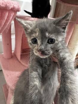 Domestic Short Hair Cats Available for Adoption in Brewster, New York - Alani | PetCurious
