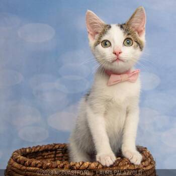 Maxwell -  Domestic Short Hair Cat for Adoption in Emerald Isle, North Carolina - Maxwell | PetCurious