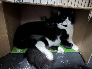 Domestic Medium Hair Cats Available for Adoption in Blaine, Minnesota - Fidget And Bartok | PetCurious
