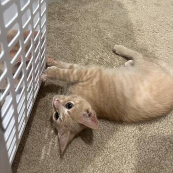 Blaze -  Domestic Short Hair Cat for Adoption in Gibsonia, Pennsylvania - Blaze | PetCurious