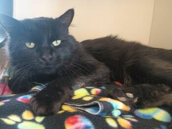 Rescue Domestic Long Hair Cats for Adoption in Buena Vista, Colorado - Lasso | PetCurious