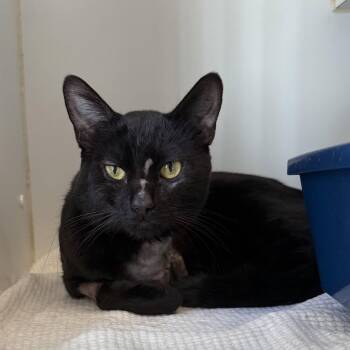 Dante -  Domestic Short Hair Cat for Adoption in Oakland, California - Dante | PetCurious