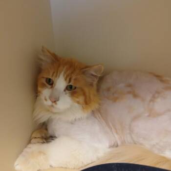 Oscar -  Domestic Short Hair Cat Available for Adoption in Cody, Wyoming - Oscar | PetCurious