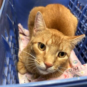 James -  Domestic Short Hair Cat for Adoption in Flagstaff, Arizona - James | PetCurious