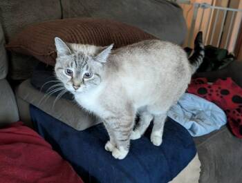 Baby Cakes -  Siamese Cat for Adoption in Wilmington, North Carolina - Baby Cakes | PetCurious