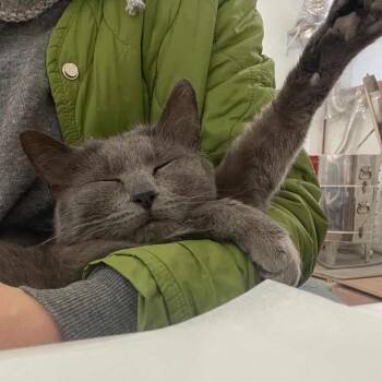 American Shorthair Cats Available for Adoption - Venus | PetCurious