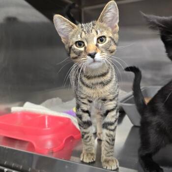 Ned -  Domestic Short Hair Cat for Adoption in Spokane, Washington - Ned | PetCurious