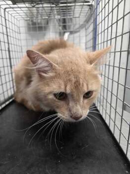 Quagmire -  Domestic Medium Hair and Domestic Short Hair Cat for Adoption in Sevierville, Tennessee - Quagmire | PetCurious