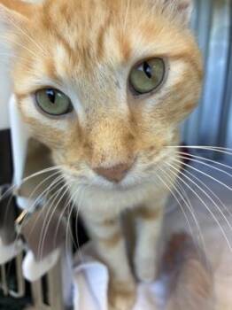 Toby Determined -  Domestic Short Hair Cat for Adoption in Kansas City, Missouri - Toby Determined | PetCurious