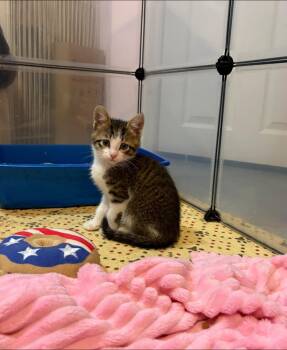 Domestic Short Hair Cats Available for Adoption in Chesapeake Beach, Maryland - Haru | PetCurious