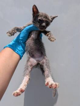 Domestic Medium Hair Cats Available for Adoption in San Antonio, Texas - FIDGET | PetCurious