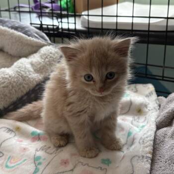 Scout -  Domestic Short Hair Cat for Adoption in South Elgin, Illinois - Scout | PetCurious