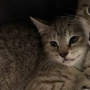 Rescue Domestic Short Hair Cats for Adoption in Camden, Delaware - Charlotte | PetCurious