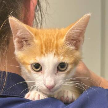 Stephen (26-7566) -  Domestic Medium Hair Cat for Adoption in Fort Smith, Arkansas - Stephen (26-7566) | PetCurious