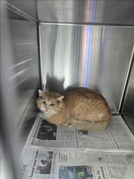 Domestic Long Hair Cats Available for Adoption - CHEETO | PetCurious