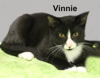 Vinnie Fuhr. (sweet brother to Vanetia Fuhr.) -  Domestic Short Hair Cat for Adoption in Stowe, Pennsylvania - Vinnie Fuhr. (sweet Brother To Vanetia Fuhr.) | PetCurious