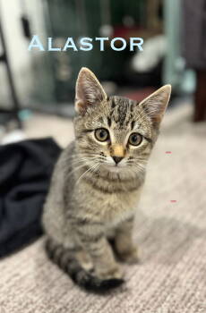 Rescue Domestic Medium Hair Cats for Adoption in Denver, Colorado - Alastor Cresthaven (Western Slope) | PetCurious