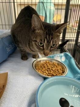 Rescue Domestic Short Hair Cats for Adoption in Norfolk, Virginia - Penelope | PetCurious