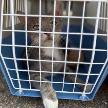 Selene -  Domestic Short Hair Cat Available for Adoption in Kansas City, Missouri - Selene | PetCurious