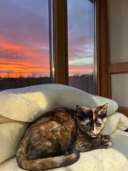 Firefly -  Domestic Short Hair Cat for Adoption in Champaign, Illinois - Firefly | PetCurious