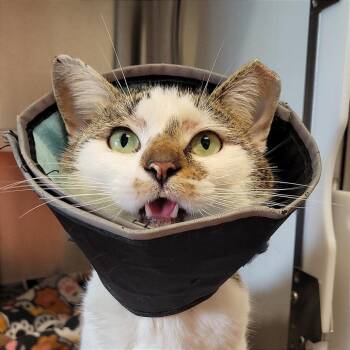 Domestic Short Hair Cats Available for Adoption - Patches | PetCurious