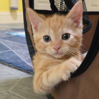 Domestic Short Hair Cats Available for Adoption in Brownsboro, Alabama - Groundsel | PetCurious
