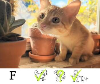 Rescue Domestic Short Hair Cats for Adoption in Saint-chrysostome, Quebec - Tamarin | PetCurious