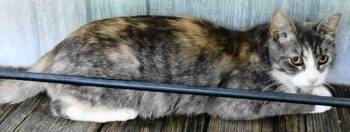 Rescue Torbie Cats for Adoption in Frankston, Texas - Corinne | PetCurious