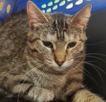 Farf -  Domestic Short Hair Cat for Adoption in Kansas City, Missouri - Farf | PetCurious