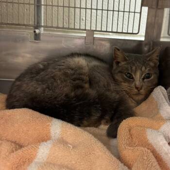 Domestic Short Hair Cats Available for Adoption - Cheshire | PetCurious