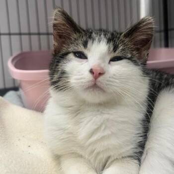 Domestic Short Hair Cats Available for Adoption in Chaska, Minnesota - Teeter Totter | PetCurious