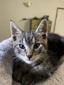 Guppy *in Foster* -  Domestic Medium Hair Cat Available for Adoption in Salmon Arm, British Columbia - Guppy *in Foster* | PetCurious