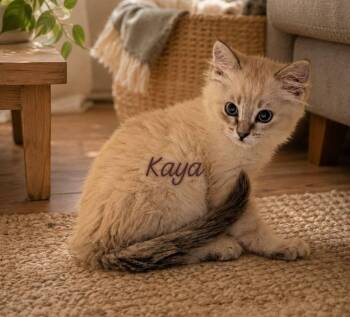 Kaya -  Siamese Cat Available for Adoption in Gun Barrel City, Texas - Kaya | PetCurious