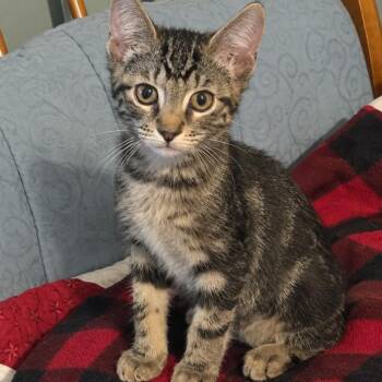 Primrose -  Domestic Short Hair and Tabby Cat for Adoption in Mastic, New York - Primrose | PetCurious