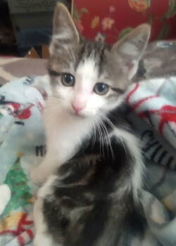 Rescue Domestic Medium Hair Cats for Adoption in San Antonio, Texas - TONYA | PetCurious