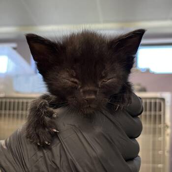Jax -  Domestic Short Hair Cat Available for Adoption in West Palm Beach, Florida - Jax | PetCurious