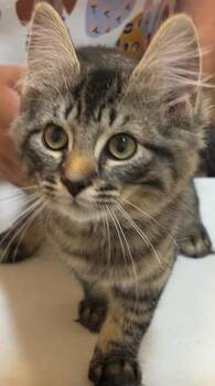 FINNLEY -  Domestic Short Hair Cat for Adoption in Elizabethton, Tennessee - FINNLEY | PetCurious