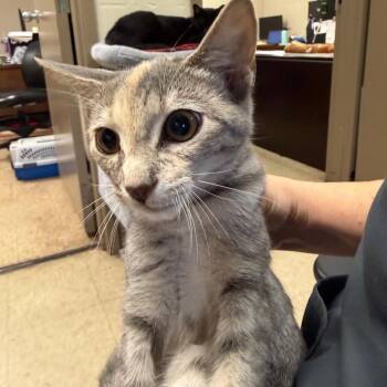 Rosa -  Domestic Short Hair Cat for Adoption in Birmingham, Alabama - Rosa | PetCurious