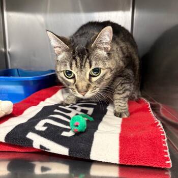 Domestic Short Hair Cats Available for Adoption in Spokane, Washington - Princess | PetCurious