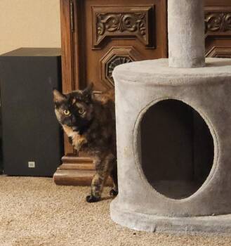 Whiskey -  Domestic Short Hair Cat for Adoption in Great Bend, Kansas - Whiskey | PetCurious