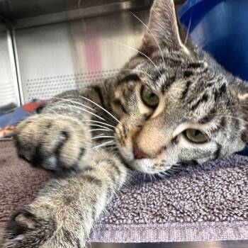 Ziggy -  Domestic Short Hair Cat for Adoption in Sarasota, Florida - Ziggy | PetCurious