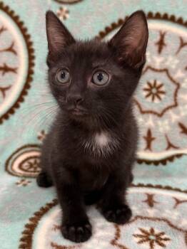 Reba -  Domestic Short Hair Cat for Adoption in Vacaville, California - Reba | PetCurious