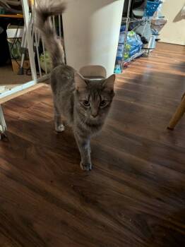 Rescue Domestic Medium Hair Cats for Adoption in Westminster, Maryland - GREYBER | PetCurious